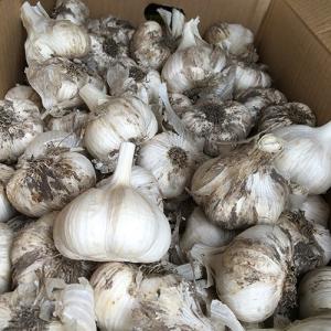 青森県産 ニンニク 球根 種ニンニク 葫（にんにく）