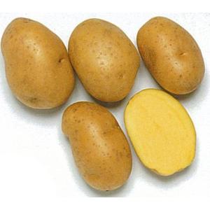 じゃがいも（馬鈴薯） インカのめざめ 種芋 種いも 1kg入り （予約販売）