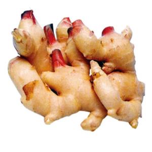 ショウガの球根  大生姜（お多福） 生姜種 1kg入り