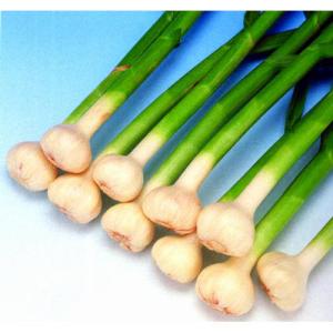 国産 ネギ ワケギ 球根 葱 分葱 (わけぎ) 種球 約200g : 菜園くらぶ