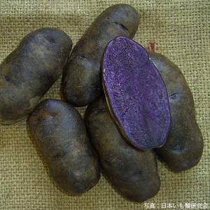 じゃがいも（馬鈴薯） シャドウクイン 種芋 種いも 1kg入り