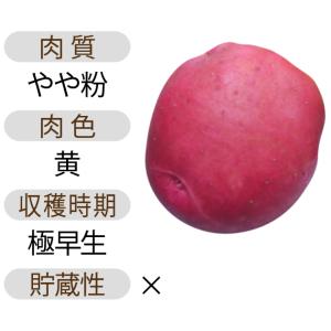 じゃがいも(馬鈴薯) アンデスレッド 種芋 種...の詳細画像1