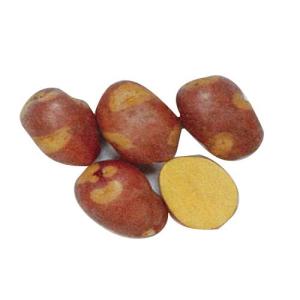 じゃがいも（馬鈴薯） インカのひとみ 種芋 種いも 1kg入り