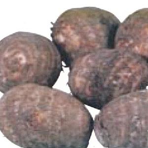 里芋（さといも） 予約 上庄里芋 種芋 500g（7〜10個入り）