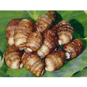 里芋 さといも 予約 蓮葉芋 種芋 500g 3 5個入り 菜園くらぶ Yahoo 店 通販 Yahoo ショッピング