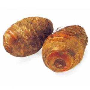 里芋（さといも） 予約 セレベス 種芋 500g（3〜5個入り）