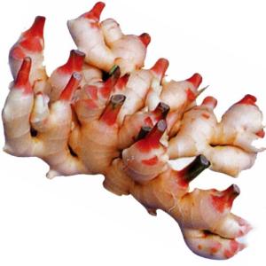 ショウガの球根 予約 土佐大生姜 生姜種 700g入り