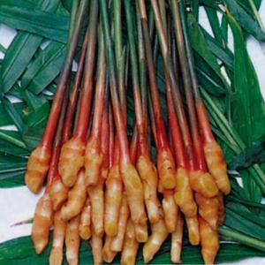 ショウガの球根 予約 金時生姜 生姜種 700g入り