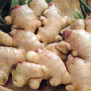 ショウガの球根 予約 近江生姜 生姜種 300g入り