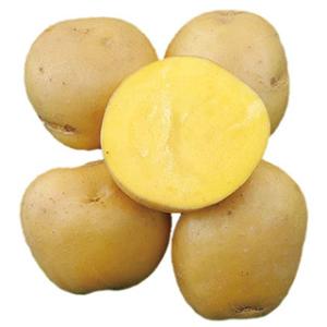 じゃがいも（馬鈴薯） ながさき黄金 種芋 種いも 500g入り 秋植え （予約販売）