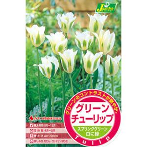 花の球根　グリーンチューリップ球根　スプリンググリーン　4球入り