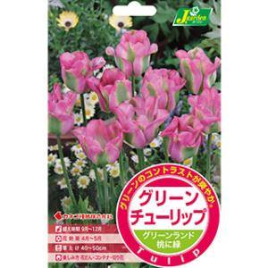 花の球根　グリーンチューリップ球根　グリーンランド　4球入り