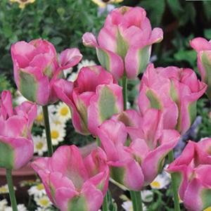花の球根 グリーンチューリップ球根 グリーンラ...の詳細画像1