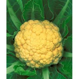 カリフラワー 秋野菜苗 オレンジブーケ 苗 6本セット 予約販売