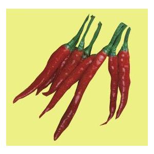 唐辛子の苗 タカノツメ 苗 4本セット 販売