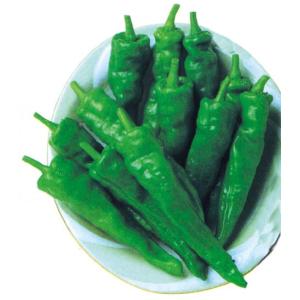 唐辛子の苗 甘とう美人 苗 4本セット 販売