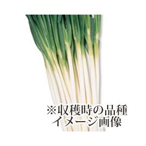 ねぎ苗 野菜苗 石倉一本ネギ 1束(約25〜40本)の詳細画像1