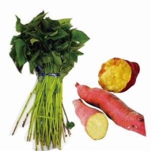 サツマイモの苗 紅アズマ 25本 予約販売