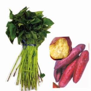 令和7年入荷分完売！】バイオ(ウイルスフリー)苗 栗かぐや PVP登録品種