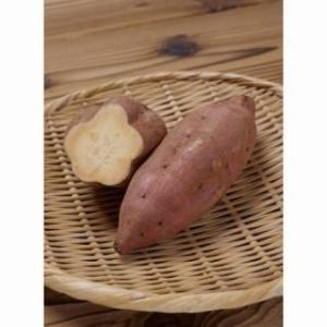 サツマイモの苗 安納芋 50本 予約販売...
