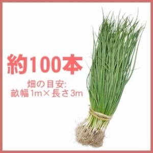 玉ねぎの苗 予約 早生 ソニック 約100本の詳細画像1