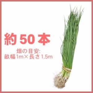 玉ねぎの苗 予約 晩生 ケルたま 約50本の詳細画像1