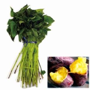 令和7年入荷分完売！】バイオ(ウイルスフリー)苗 栗かぐや PVP登録品種