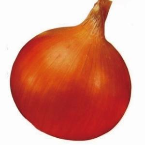 玉ねぎの苗  早生 ソニック 約50本