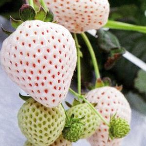 イチゴ苗 天使のいちごAE エンジェルエイト  3号ポット