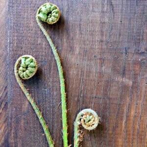 宿根野菜 ゼンマイ10 5cmポット苗 山菜 健康 薇 菜園くらぶ Yahoo 店 通販 Yahoo ショッピング