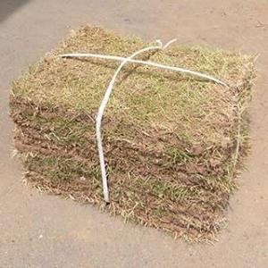 芝生 苗（1束 9枚 1平米分 姫高麗 天然芝） シバフ 芝