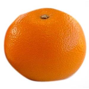 柑橘類の苗 紅八朔 ( べにはっさく ) 1年生苗木の商品画像