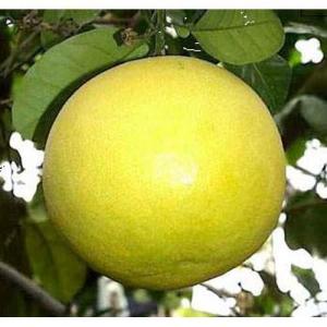 土佐文旦】 素掘り苗 1年生接木苗 文旦 ※納期指定:発送予定2026年