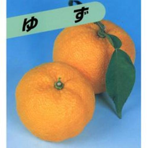 柑橘類の苗 柚子 （ ゆず ） 1年生苗木