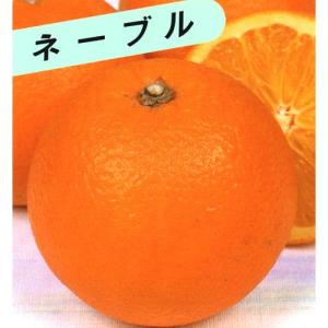 柑橘類の苗 ネーブルオレンジ 1年生苗木の商品画像