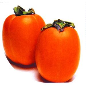 イチジク ゴールドフィグ 1年生12cmポット苗 : 吉瀬園芸 - 通販