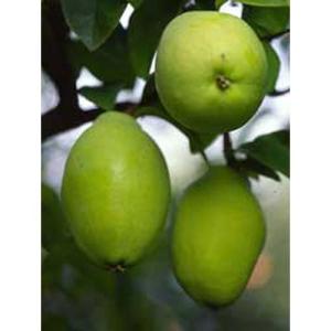 玉ねぎの苗 予約 中晩生 甘玉(七宝甘70）約100本 : 菜園くらぶ Yahoo