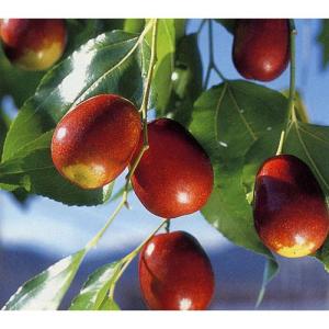 ナツメ 無核大金絲棗 2株 果樹苗 国華園 : 花と緑 国華園 - 通販