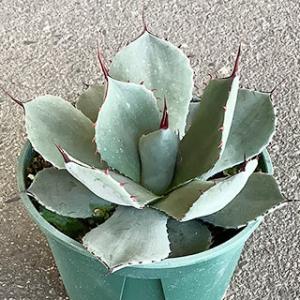 ☆特価☆多肉植物:アガベ 五色万代*M 幅10cm : 遊恵盆栽 ☆特価☆多肉植物:アガベ 五色万代*M 幅10cm : 遊恵盆栽