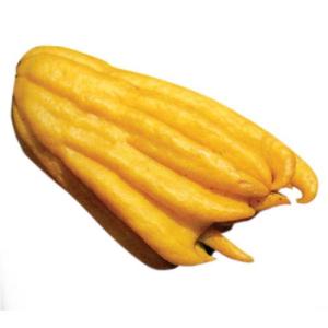 仏手柑 （ぶっしゅかん） 2年生接木苗 : 苗木部 花ひろばオンライン