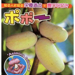 ポポー ポポー 果樹苗  苗木  （実生苗）