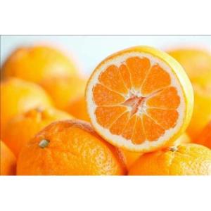 玉ねぎの苗 予約 中晩生 甘玉 （七宝甘70）約500本 : 菜園くらぶ Yahoo