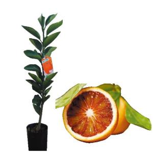 ブラッドオレンジ 苗木 タロッコ 3年生接木大苗 産地で剪定済 1.0m苗