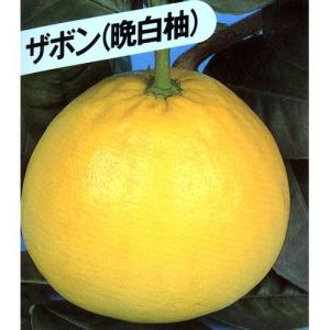 イチジク ゴールドフィグ 1年生12cmポット苗 : 吉瀬園芸 - 通販