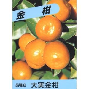 柑橘類の苗 大実金柑 2年生苗木