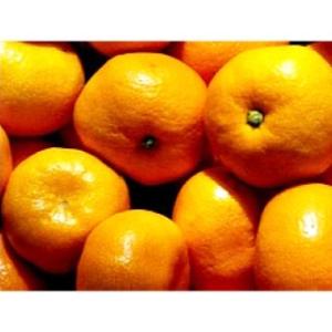 柑橘類の苗 寿太郎 ( じゅたろう ) 2年生苗木