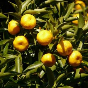 柑橘類の苗 橘 ( たちばな ) 2年生苗木