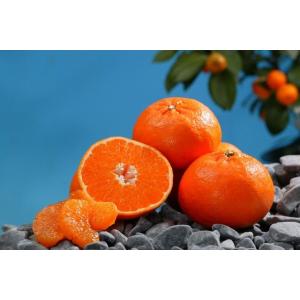 ブラッドオレンジ 苗 【ブラッドオレンジ タロッコ】 3年生 接ぎ木 約