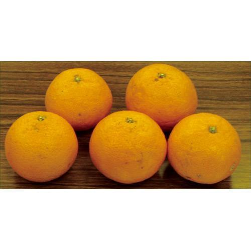 柑橘類の苗 津之輝 2年生苗木