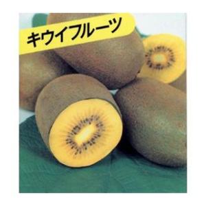 イチジク ゴールドフィグ 1年生12cmポット苗 : 吉瀬園芸 - 通販